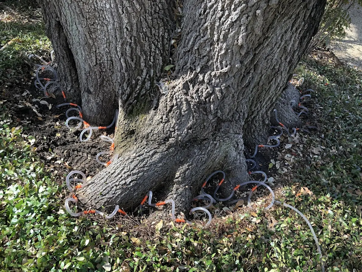 Detailed Shrub and Hedge Trimming job site in Boling