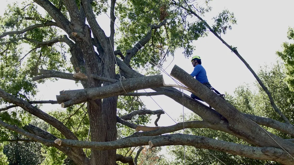 Professional Crown Thinning performed by certified arborists in Boling