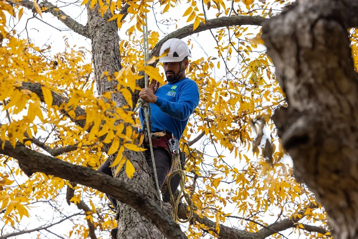 Skilled Tree Trimming crew working in Boling
